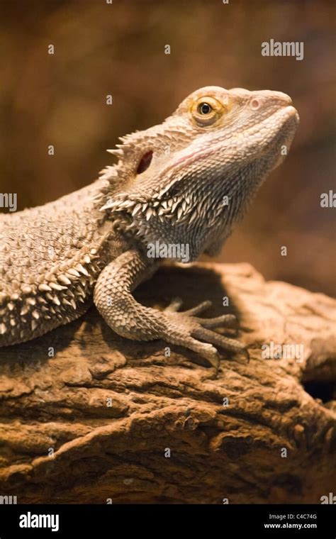 Bearded dragon desert hi-res stock photography and images - Alamy