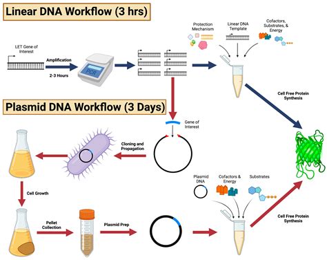 MPs | Free Full-Text | Established and Emerging Methods for Protecting Linear DNA in Cell-Free ...