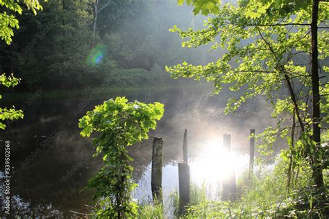 Beautiful forest summer landscape: the lake in the rays of the morning ...