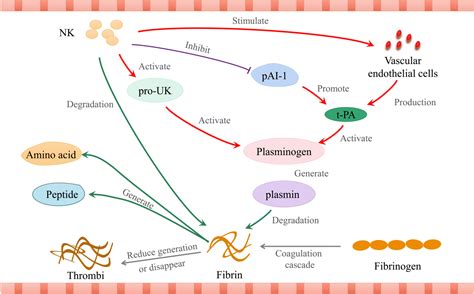 A Single-dose Of Oral Nattokinase Potentiates Thrombolysis, 49% OFF