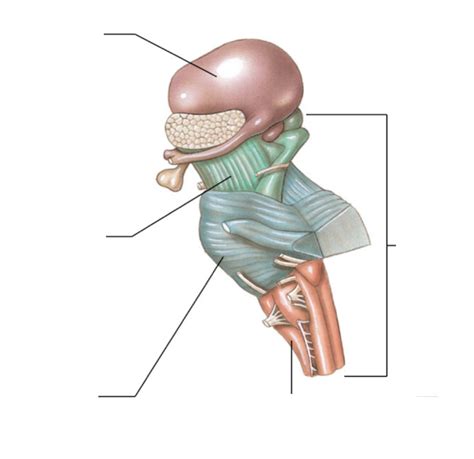 Brain stem diagram Diagram | Quizlet