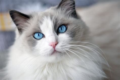 Cat Breed Quiz! Can You Name These Cat Breeds? 🐈