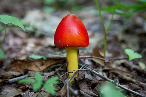 File:Spring-mushroom-forest-floor-macro - West Virginia - ForestWander.jpg - Wikimedia Commons