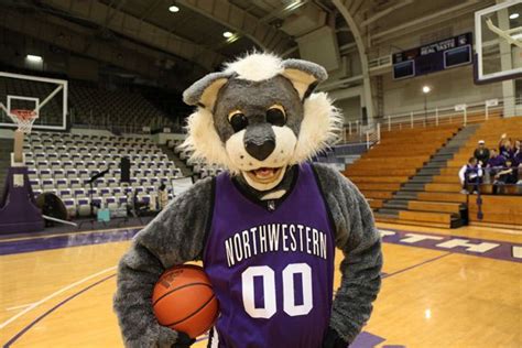 Willie the Wildcat. Northwestern Wildcats mascot. | Wild cats ...