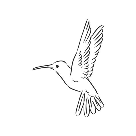 hummingbird vector sketch 8685939 Vector Art at Vecteezy