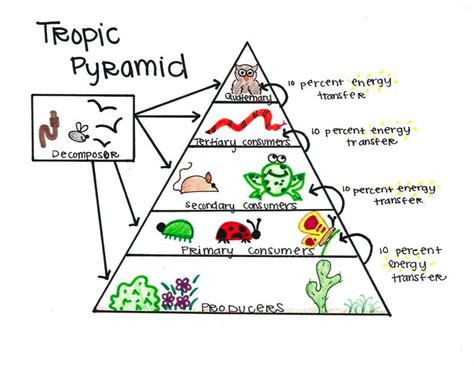 Focus Questions - Biome:Desert