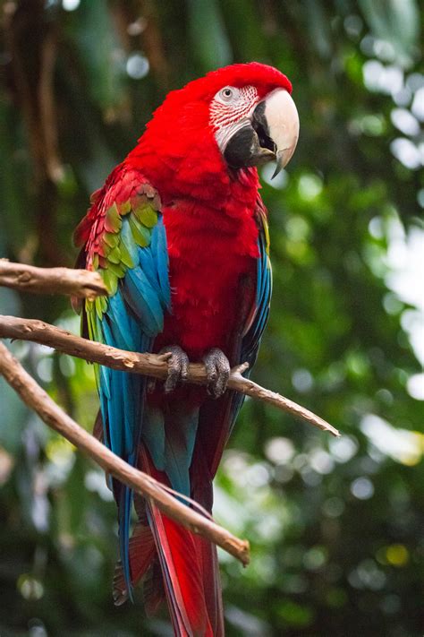 Green Wing Macaw Facts, Pet Care, Housing, Behavior, Pictures | Singing Wings Aviary