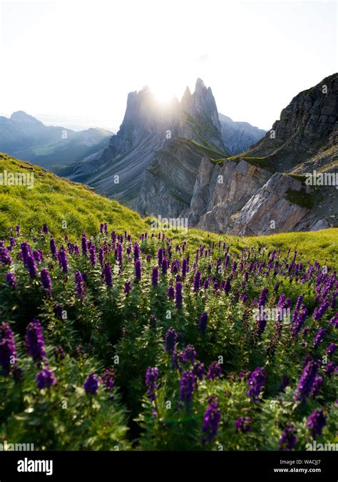 Beautiful rugged Seceda mountain range at sunrise in South Tyrol, Italy Stock Photo - Alamy