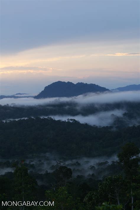 Mist rising from the Borneo rainforest -- borneo_6434