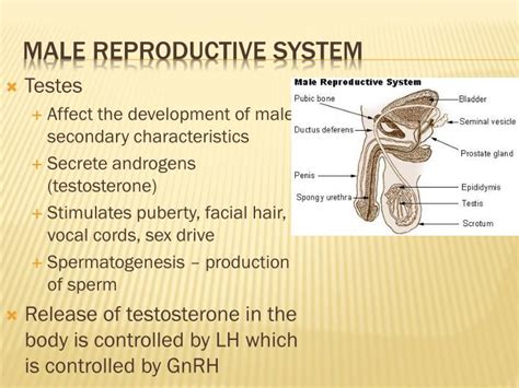 Functions Of Male Reproductive Organs - Reproductive Organs Function ...