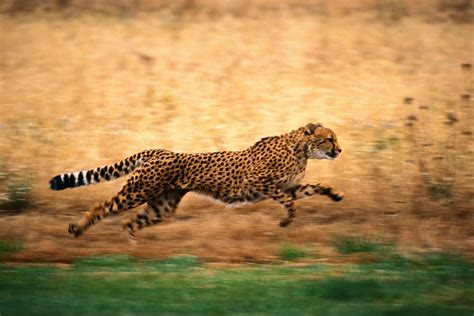 Time lapse photography of running cheetah HD wallpaper | Wallpaper Flare