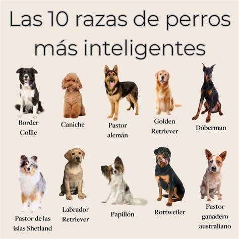 Pavimentación Panadería infancia razas de perros mas famosas folleto Roble desconocido