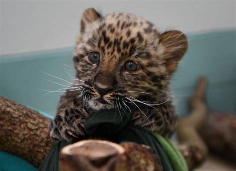 Rare leopard cubs debut at CT’s Beardsley Zoo - Fairfield Citizen