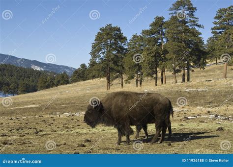 American Bison stock photo. Image of west, antler, cattle - 11926188