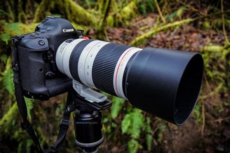 7 Canon Best Lens for Wildlife Photography (Complete List)