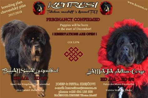 Tibetan Mastiff (Do Khyi)