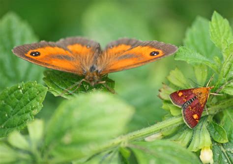 Al Fredericksson — Pyrausta Aurata Moth & Gatekeeper Butterfly