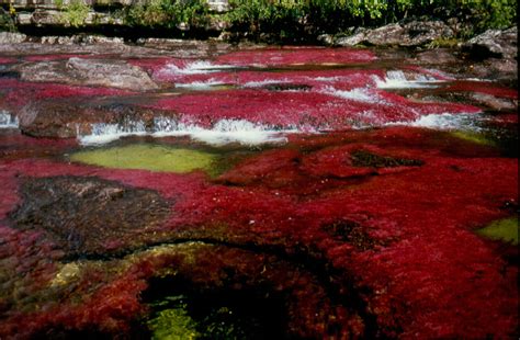 Cano Cristales River of Crystals | Rainbow river, Romantic places, Most romantic places