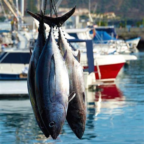 Tuna Wild Caught Queensland - Capalaba Aussie Seafood House