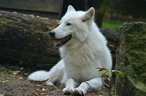 Wild Arctic wolves – This stunning pure white wolf can withstand ...