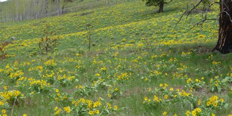 Kimberley Nature Park | Columbia Valley BC