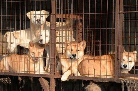 South Korea passes new law banning dog meat trade - DailyNews