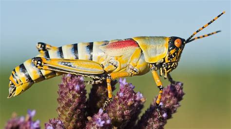 grasshopper | Description, Features, & Species | Britannica