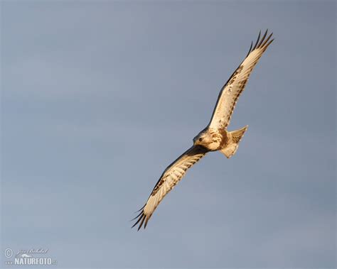 Rough-legged Buzzard Photos, Rough-legged Buzzard Images, Nature ...