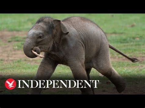 Adorable baby elephant named 'Queen' in memory of Queen Elizabeth II in ...