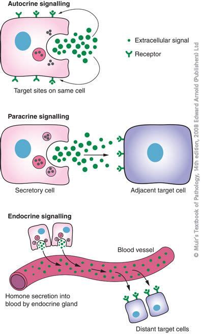 Cell signaling. Autocrine: Chemical signals emitted from a cell bind to receptors on the same ...