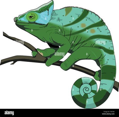 Chameleon Vector Illustration Stock Vector Image & Art - Alamy