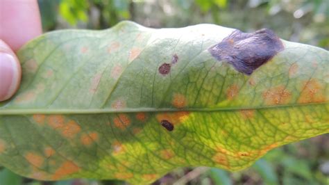 Coffee Leaf Rust Devastates Coffee Farms | Equal Exchange