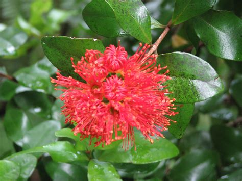 A red flower of the rata tree. | Red flowers, National parks, Flowers