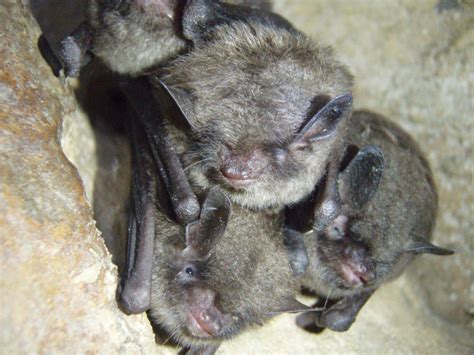 Northern long-eared bats, Indiana bats, and Gray bats: Threatened and ...