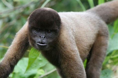 Monkeys Of The Amazon Rainforest | SA Vacations