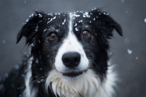 Kostenloses Foto zum Thema: augen, bezaubernd, border collie