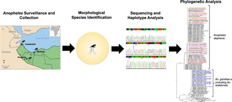 Morphological Identification And Genetic Characterization Of Anopheles Stephensi In Somaliland ...