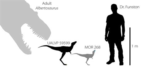 First ever baby T-rex fossils found in Alberta | News