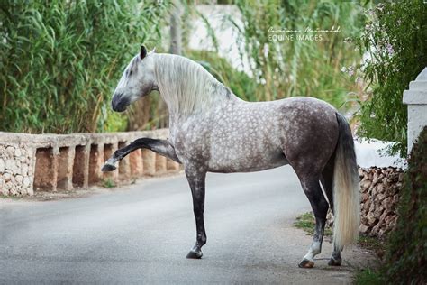 Andalusian & P.R.E. - Spanish Horse Boutique