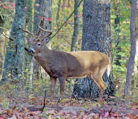 Understanding rutting behavior in Arkansas whitetails | The Arkansas Democrat-Gazette - Arkansas ...