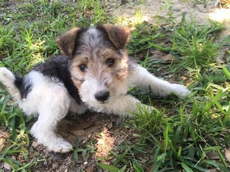 Crystal Ray - Wire Fox Terrier Puppies For Sale