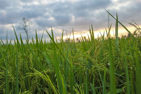 View Over Rice Fields With The Sun Rises Picture And HD Photos | Free Download On Lovepik