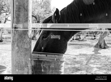 Horse drinking water Stock Photo - Alamy