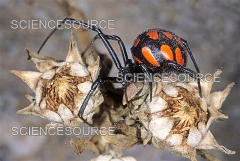 Black Widow (Latrodectus tredecimgutta | Stock Image - Science Source ...