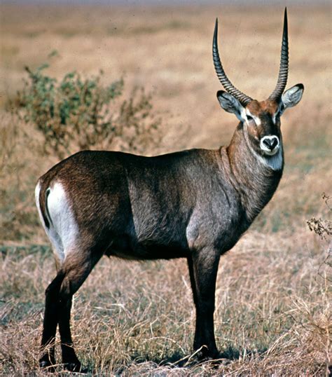 Red Lechwe Female Eating