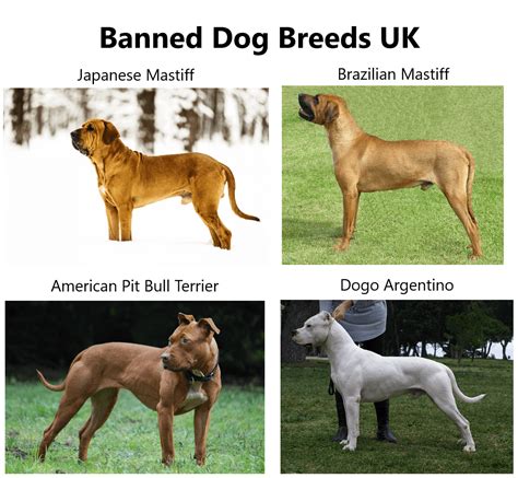 In 1991, the UK banned these four breeds of dogs due to being dangerous ...