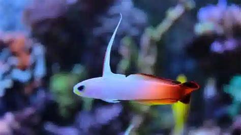 Firefish Goby - Gobies - Saltwater Fish