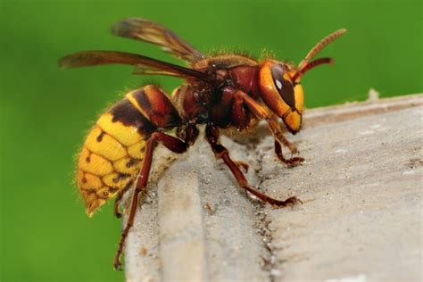 Hornissen und Wespen im Vergleich » Gemeinsamkeiten & Unterschiede