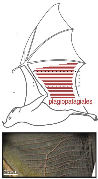 Tiny muscles help bats fine-tune flight | News from Brown