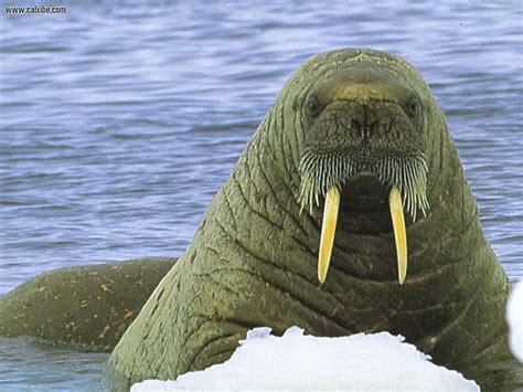 Walrus | The Most Fascinating Animal In The World | The Wildlife